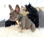 Small #1 French Bulldog