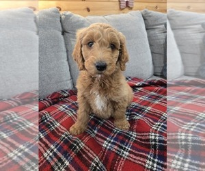 Goldendoodle Puppy for sale in WILLIAMSTOWN, KY, USA