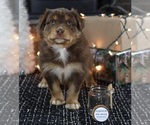 Puppy Pumpkin Miniature American Shepherd