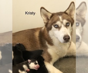 Mother of the Siberian Husky puppies born on 11/26/2022