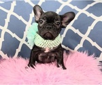 Small Photo #2 French Bulldog Puppy For Sale in CARTHAGE, TX, USA