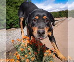 Small #3 Rottweiler