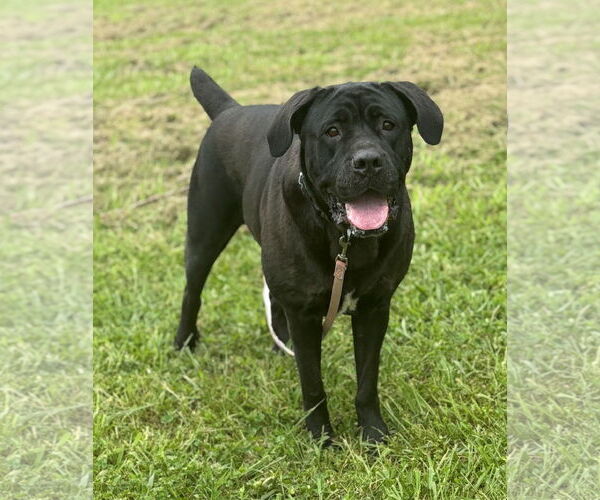 Medium Photo #1 Mutt Puppy For Sale in Virginia Beach, VA, USA