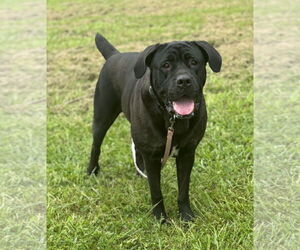 Mutt Dogs for adoption in Virginia Beach, VA, USA