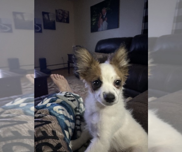 Medium Photo #4 Papillon Puppy For Sale in MIDDLETOWN, CT, USA