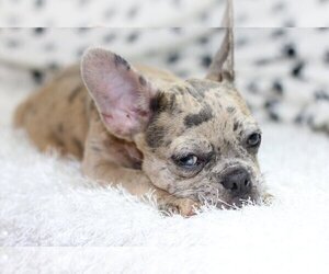 French Bulldog Puppy for sale in CORAL SPRINGS, FL, USA