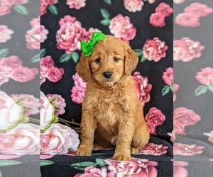 Goldendoodle (Miniature) Puppy for sale in QUARRYVILLE, PA, USA