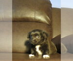 Small #28 Chihuahua