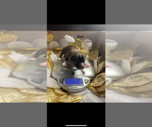 Cockapoo Puppy for sale in GRIFFIN, GA, USA