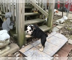 Small Photo #29 Olde English Bulldogge Puppy For Sale in CYNTHIANA, IN, USA