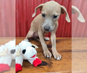 Annie (TX) - Female Beagle-Unknown Mix Dog for Adoption - Photo #4
