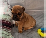 Small #4 English Bulldog