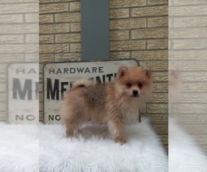 Pomeranian Puppy for sale in CARTHAGE, TX, USA