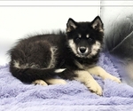 Small #1 Siberian Husky