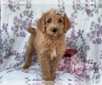Small Photo #3 Labradoodle Puppy For Sale in LAKELAND, FL, USA