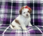 Small #8 ShihPoo