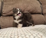 Puppy Munchkin Pomsky