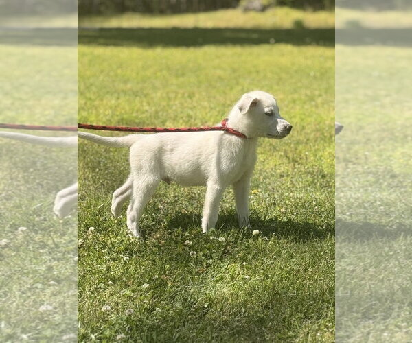 Medium Photo #2 Great Pyrenees-Unknown Mix Puppy For Sale in Yardley, PA, USA