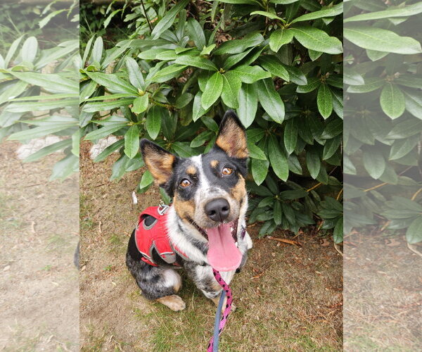 Medium Photo #10 Mutt Puppy For Sale in Garden City, NY, USA