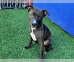 Small #1 American Pit Bull Terrier