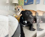 Small #5 American Pit Bull Terrier Mix