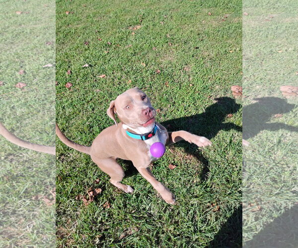 Medium Photo #5 Labrador Retriever-Unknown Mix Puppy For Sale in Holly Springs, NC, USA