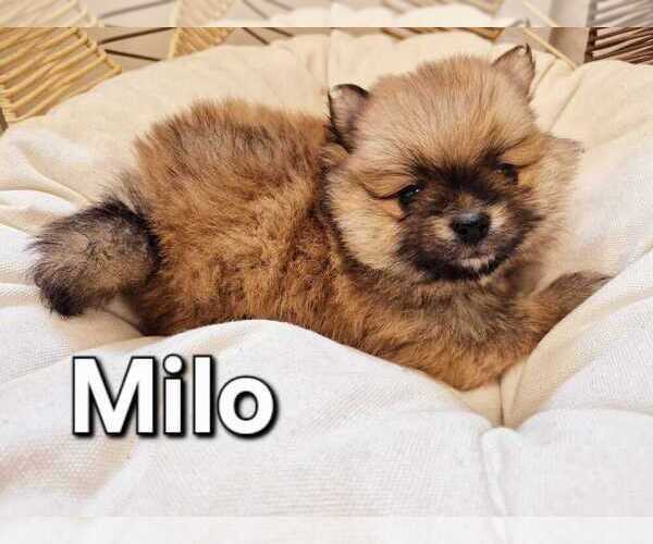 Medium Photo #7 Pomeranian Puppy For Sale in Winnipeg, Manitoba, Canada
