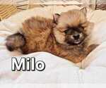 Litter of 4 - Male(s) and Female(s) PomeranianLitter of Puppies for Sale - Photo #7