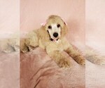 Small Photo #9 Poodle (Standard) Puppy For Sale in TAMPA, FL, USA