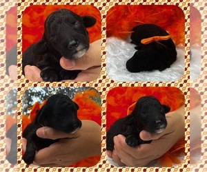 Goldendoodle (Miniature) Puppy for sale in BULLARD, TX, USA