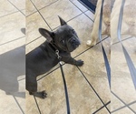 Small Photo #7 French Bulldog Puppy For Sale in HOPKINSVILLE, KY, USA