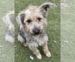 Small Cairn Terrier Mix