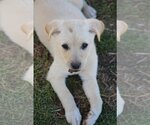 Small Photo #6 Australian Retriever Puppy For Sale in McDonough, GA, USA