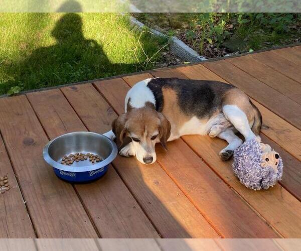 Medium Photo #4 Beagle Puppy For Sale in Rootstown, OH, USA