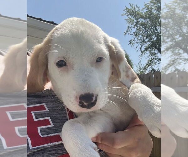 Medium Photo #4 Jack-A-Bee Puppy For Sale in Aurora, IN, USA