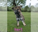 Small Photo #3 German Shepherd Dog Puppy For Sale in KELLER, TX, USA