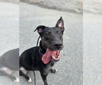 Small #22 Dutch Shepherd  Mix