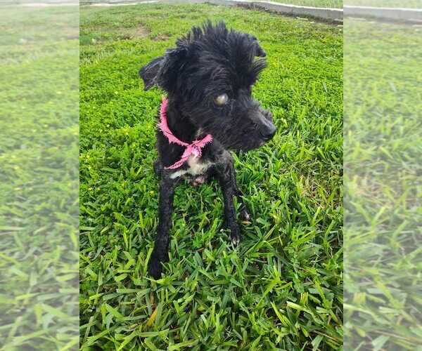 Medium Photo #3 Shih Tzu-Unknown Mix Puppy For Sale in New York, NY, USA