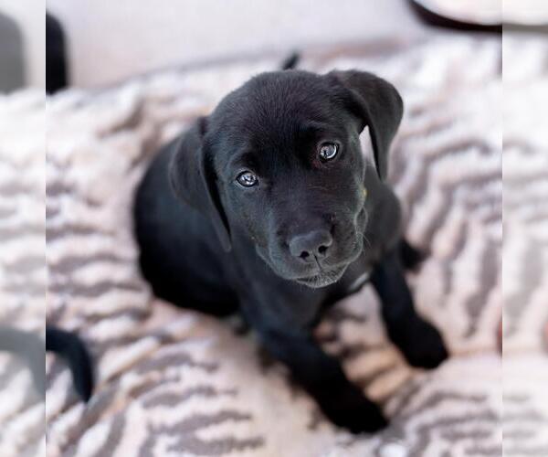 Medium Photo #3 Labrador Retriever-Unknown Mix Puppy For Sale in San Diego, CA, USA