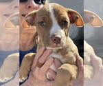 Small #1 American Pit Bull Terrier-Chihuahua Mix