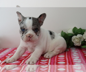 French Bulldog Puppy for sale in SHILOH, OH, USA