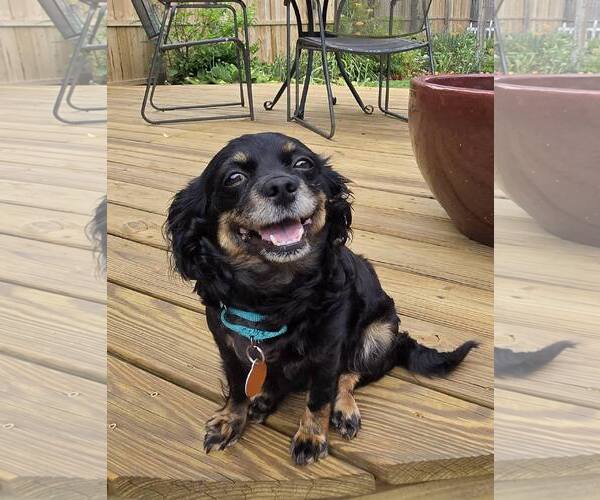 Medium Photo #2 Chilier Puppy For Sale in Rochester, NY, USA