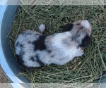 Small Photo #11 Miniature Australian Shepherd Puppy For Sale in WITTMANN, AZ, USA