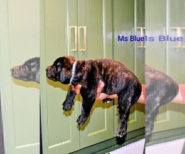 Medium Photo #4 Presa Canario Puppy For Sale in PHILADELPHIA, PA, USA