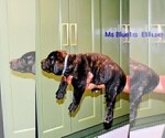 Small #3 Presa Canario