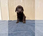 Small #7 Labrador Retriever