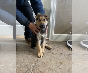 German Shepherd Dog Puppy for sale in BLACK FOREST, CO, USA