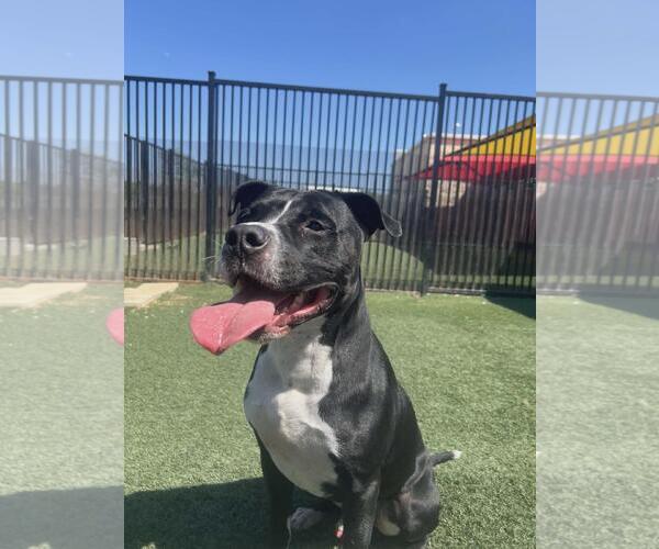 Medium Photo #4 American Pit Bull Terrier-Unknown Mix Puppy For Sale in McKinney, TX, USA