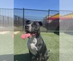 Small #3 American Pit Bull Terrier Mix