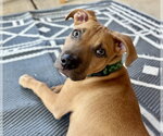 Small Photo #8 Mutt Puppy For Sale in Boston, MA, USA
